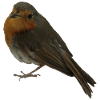 Robin