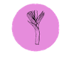 Leek