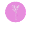 Leek