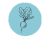 Radish
