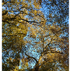 Golden tree throne