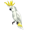 Funny Cockatoo Parrot Art