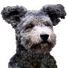 Pumi