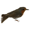 Robin