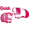 quiek,cochon d’Inde,rose,rose