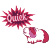 quiek,guinea pig,pink,pink