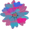 blume,bunt,malerei,pink,blau