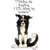 border collie agility