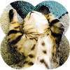 Lazycat