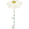 Daisy