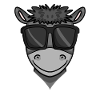 Cool donkey with sunglasses