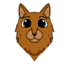 Somali Head Cat Cat Owner