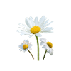 Daisies white flowers Marguerite