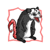 Opossum Possum Animal