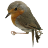 Robin