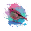 rotkehlchen,vogel,bunt,aquarell,malerei