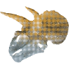 Triceratops artistic rebosaurensis