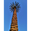 Date tree design