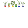 LGBTQ Plant Rainbow