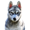 pomsky