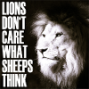 lions don't care