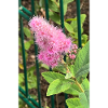 Pink Flower