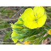Yellow flower