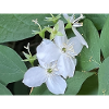 White Flower