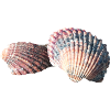 Shells, shells, beach, sea, holidays