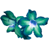 Flowers, Lotus,oleander, green,floral