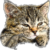 Cat face