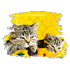 Faule Katzen