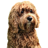 cavapoo