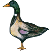 Art du canard colvert