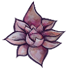 lotus flower