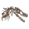 Velociraptor Skeleton