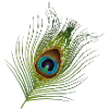 hand-drawn peacock feather