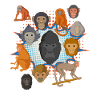 Affe Kinder Affenarten Schimpanse