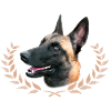 the best malinois dog