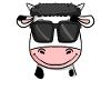 cool cow with sunglasses