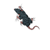 Rat lovers - climbing rat