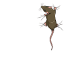 Rat owner - climbing rat