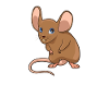 Kawaii Rat