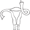 Uterus middle finger