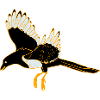 black magpie