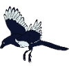 magpie