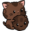 Cooki cat