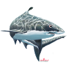great white shark/ shark