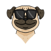 Pug dog with sunglasses