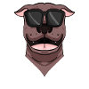 Dog with sunglasses